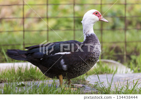 Big nice beautiful fattened black and white musk duck outdoors in yard on bright sunny summer day. Big nice beautiful fattened black and white musk duck outdoors in yard on bright sunny summer day. 134438444