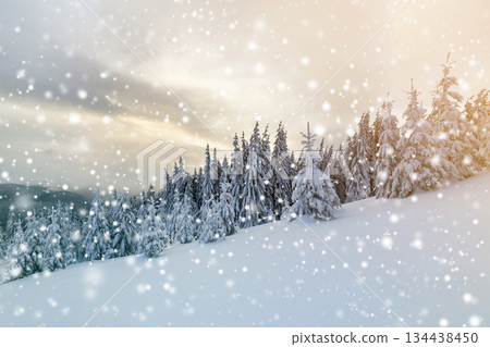 Beautiful winter mountain landscape. Tall dark green spruce trees covered with snow on mountain peaks and cloudy sky background. Beautiful winter mountain landscape. Tall dark green spruce trees covered with snow on mountain peaks and cloudy sky background. 134438450