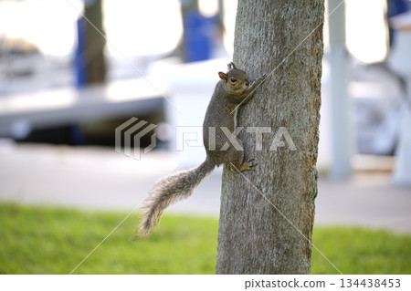 Beautiful wild gray squirrel climbing tree trunk in summer town park Beautiful wild gray squirrel climbing tree trunk in summer town park 134438453