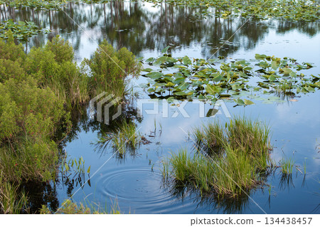 Beautiful nature landscape. Forest lake wildlife in Florida 134438457