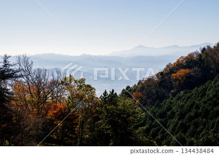 發光在早晨太陽的秋葉 發光在早晨太陽的秋葉 134438484