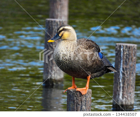 Spot-billed duck standing on a post 134438507