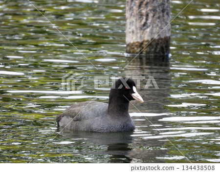 Coot swimming in a pond 134438508
