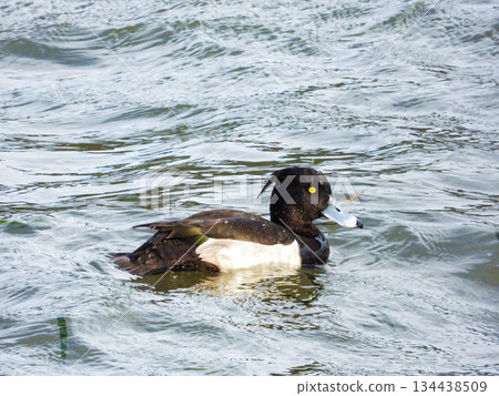 Male tufted duck swimming in a lake 134438509