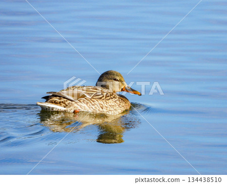 A female mallard swimming in a river 134438510