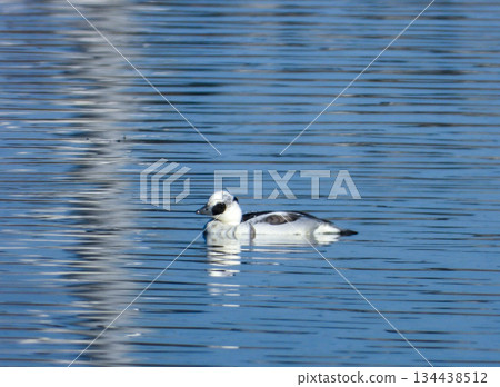 A male Smackie swimming in a pond 134438512