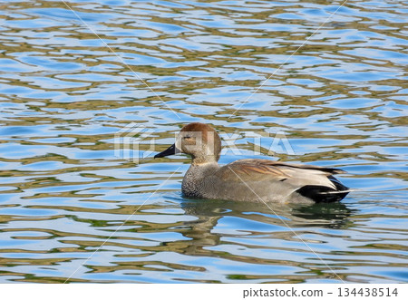 一隻雄性蘆葦鴨在河裡游泳 134438514