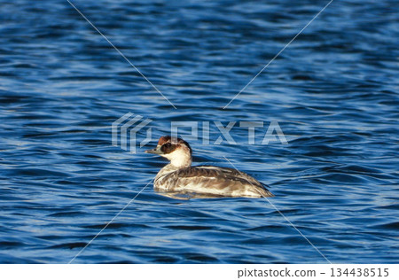 一隻雌性雀鷹在池塘裡游泳 一隻雌性雀鷹在池塘裡游泳 134438515
