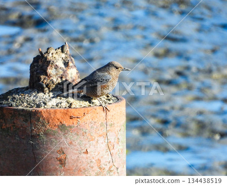一隻幼年的磯鶇站在水邊 134438519