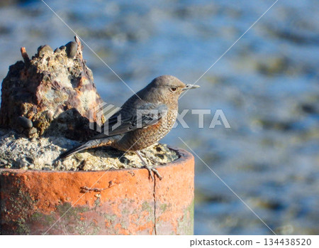 一隻幼年的磯鶇站在水邊 134438520