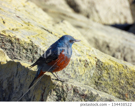 A male Rock Thrush standing on a rocky outcrop 134438522