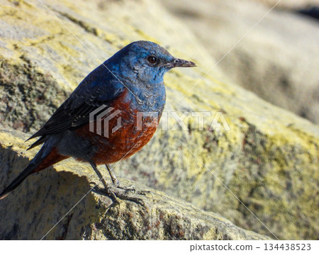 A male Rock Thrush standing on a rocky outcrop A male Rock Thrush standing on a rocky outcrop 134438523