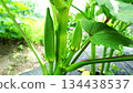 Okra 134438537