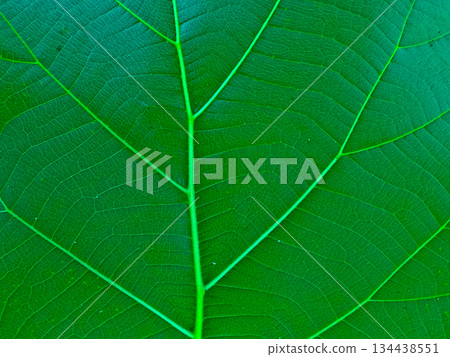 leaf texture image for background 134438551