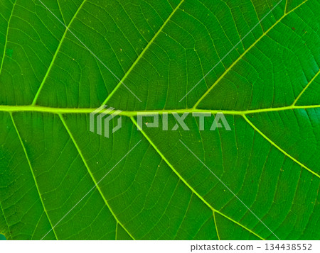 leaf texture image for background leaf texture image for background 134438552