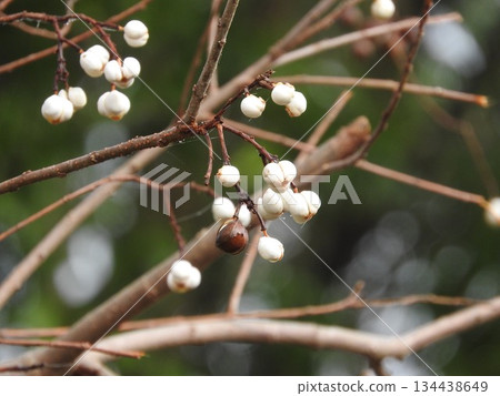 Nankinhase的果實 134438649