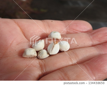 Nankinhase的果實 Nankinhase的果實 134438650