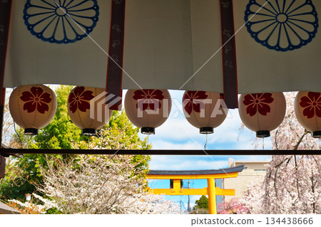 Hirano Shrine, a famous cherry blossom spot in Kyoto (Kita Ward, Kyoto City, Kyoto Prefecture) 134438666