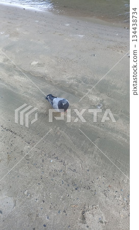 A pigeon stands on a sandy beach, blending into the coastal scenery. This serene moment highlights wildlife in a natural setting, perfect for nature and travel enthusiasts. A pigeon stands on a sandy beach, blending into the coastal scenery. This serene moment highlights wildlife in a natural setting, perfect for nature and travel enthusiasts. 134438734