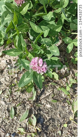 Capture the essence of nature with this image of a crimson clover blossom. Ideal for illustrating themes of summer and natural beauty in nature and botanical publications. Capture the essence of nature with this image of a crimson clover blossom. Ideal for illustrating themes of summer and natural beauty in nature and botanical publications. 134438735