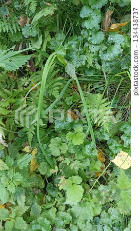 A lush scene featuring diverse green plants like ferns and grasses creates a natural tapestry. Ideal for nature-themed projects, promoting eco-tourism, or wellness products. 134438737