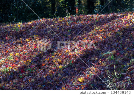 Autumn leaves at Yufuin Lake Kinrinko Autumn leaves at Yufuin Lake Kinrinko 134439143