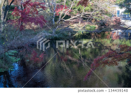 Autumn leaves at Yufuin Lake Kinrinko 134439148