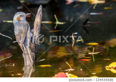 Brown-eared bulbul perched on a post, copy space 134439386