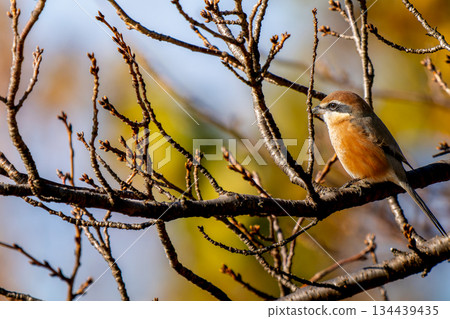 Shrike perched on a branch, copy space 134439435