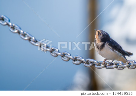 燕子棲息在鍊子上，複製空間 134439535