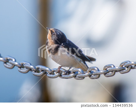 燕子在鍊子上 134439536