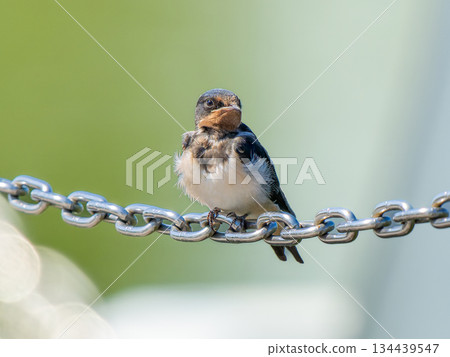 燕子在鍊子上 134439547