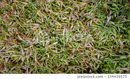 Fresh Papaya Flower Buds Background Top View 134439575