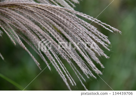 Ears of a Japanese cedar 134439706