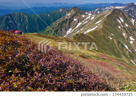 View of Minezakura cherry blossoms on the summit of Mt. Tanigawa and the ridgeline of the Joetsu border with Kata no hut View of Minezakura cherry blossoms on the summit of Mt. Tanigawa and the ridgeline of the Joetsu border with Kata no hut 134439725