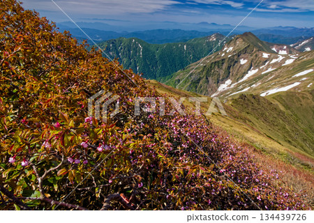 View of Minezakura cherry blossoms on the summit of Mt. Tanigawa and the ridgeline of the Joetsu border with Kata no hut 134439726