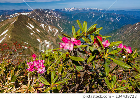 谷川山上的杜鵑花以及上越邊界山脊上的苗場山景色 134439728