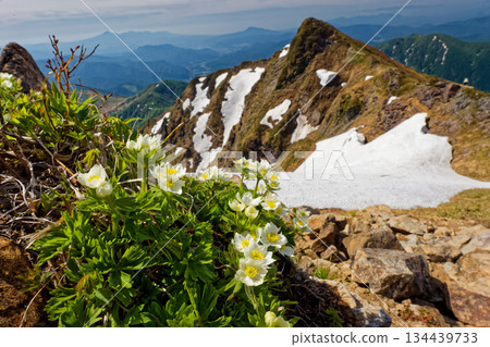 Mount Tanigawa - Oki's Ear White Anemone Flowers and Tomato Ears 134439733