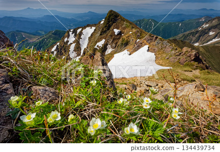 谷川山 - 沖繩的耳朵、白銀蓮花和番茄穗 谷川山 - 沖繩的耳朵、白銀蓮花和番茄穗 134439734