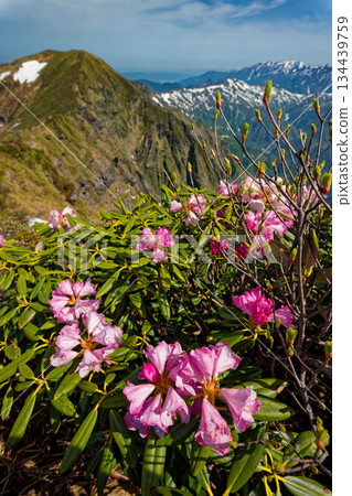 Rhododendron flowers on Mt. Tanigawa, Mt. Ichinokura, and the Echigo mountain range Rhododendron flowers on Mt. Tanigawa, Mt. Ichinokura, and the Echigo mountain range 134439759