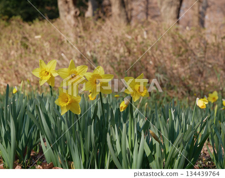 水仙花已經開了 水仙花已經開了 134439764