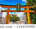 Hirano Shrine, a famous cherry blossom spot in Kyoto (Kita Ward, Kyoto City, Kyoto Prefecture) 134439906