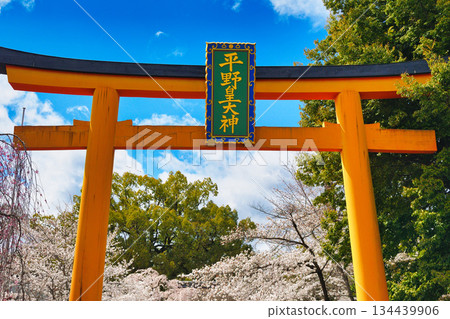 Hirano Shrine, a famous cherry blossom spot in Kyoto (Kita Ward, Kyoto City, Kyoto Prefecture) 134439906
