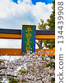 Hirano Shrine, a famous cherry blossom spot in Kyoto (Kita Ward, Kyoto City, Kyoto Prefecture) 134439908