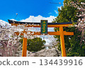 Hirano Shrine, a famous cherry blossom spot in Kyoto (Kita Ward, Kyoto City, Kyoto Prefecture) 134439916