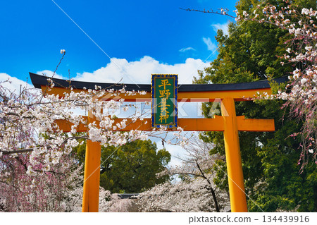 Hirano Shrine, a famous cherry blossom spot in Kyoto (Kita Ward, Kyoto City, Kyoto Prefecture) 134439916