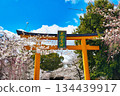 Hirano Shrine, a famous cherry blossom spot in Kyoto (Kita Ward, Kyoto City, Kyoto Prefecture) 134439917