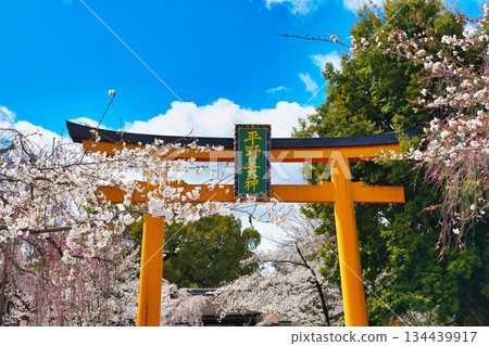 Hirano Shrine, a famous cherry blossom spot in Kyoto (Kita Ward, Kyoto City, Kyoto Prefecture) 134439917