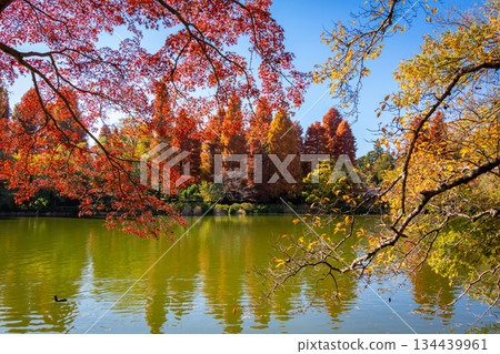Colorful autumn leaves reflected in a pond and a clear blue sky in Inokashira Park, Tokyo, in autumn 134439961