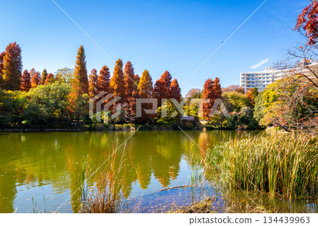 Colorful autumn leaves reflected in a pond and a clear blue sky in Inokashira Park, Tokyo, in autumn Colorful autumn leaves reflected in a pond and a clear blue sky in Inokashira Park, Tokyo, in autumn 134439963